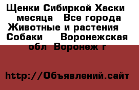 Щенки Сибиркой Хаски 2 месяца - Все города Животные и растения » Собаки   . Воронежская обл.,Воронеж г.